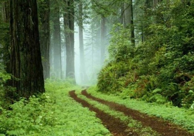 Rusya´nın dörtte biri ormanlarla kaplıdır.