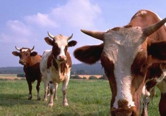 Bir inek hayatı boyunca yaklaşık 200.000 bardak süt üretir.