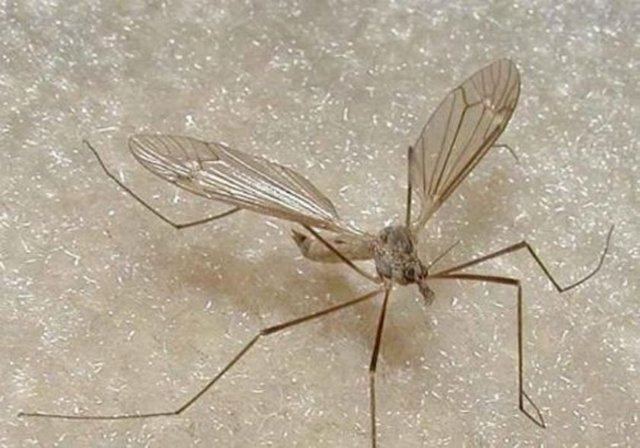 Sivrisinek kovucu spreyler sinekleri kovmuyor. Sizi gizliyor. Sivrisineğin alıcılarını bloke ederek sizin orada olduğunuzu anlamamalarını sağlıyor... Sivrisineğin kulağımıza işkence gibi gelen vızıltı sesi onun saniyede 500 kez kanat çırpması yüzünden oluşur.