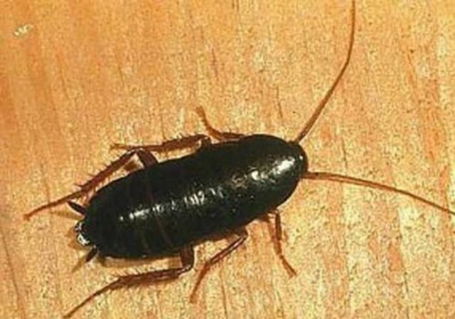 Hamamböcekleri yaklaşık olarak 250 milyon yıldır yaşadıkları halde hiçbir değişime uğramamışlardır.