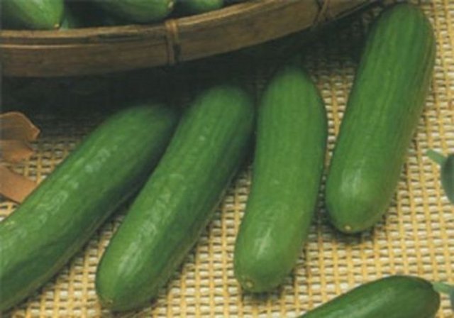 Salatalığın yüzde 96´sı sudur.