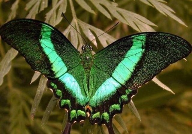 Kelebekler ayaklarıyla tat alırlar.