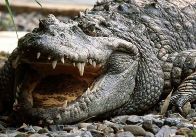 Timsahlar renk körüdür.