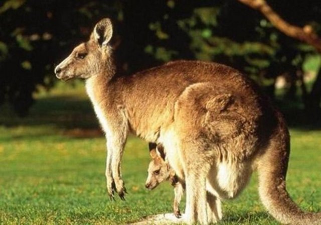Kangurular geri geri yürüyemezler.