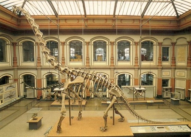 Neredeyse bütün kemikleri Tanzanya'da bulunup Berlin'de sergilenmiş Giraffatitan, yani dev zürafa isimli dinozorun uzunluğunun 25 metreye, ağırlığınınsa 30 tona kadar çıktığı tahmin edilmekte.
