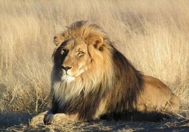 Aslanlar bir günde 50 kez sevişebilirler.