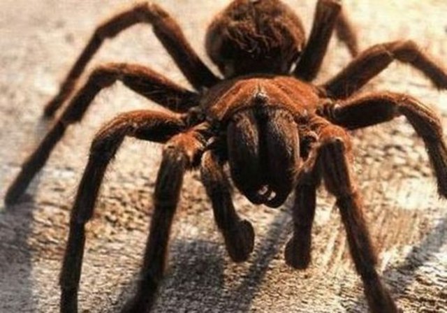 Tarantulalar iki buçuk yıl yiyeceksiz yaşayabilirler.