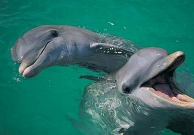 Yunuslar gözleri açık uyurlar.