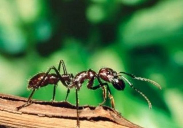 Karıncalar uyumaz...