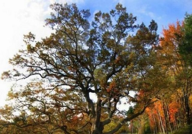 Meşe ağaçları elli yaşından önce palamut vermez.