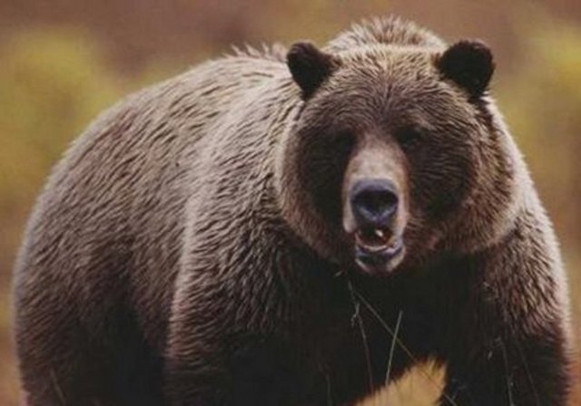 Yetişkin bir ayı, bir at kadar hızlı koşabilir.