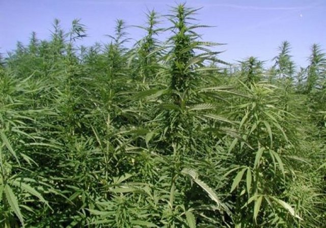 George Washington evinin bahçesinde marijuana yetiştirirdi.