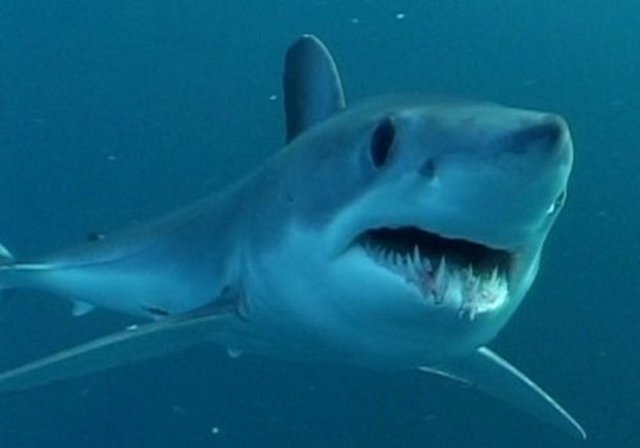 Bir köpekbalığı 100 milyon damla deniz suyu içindeki bir damla kanı hissedebilir.