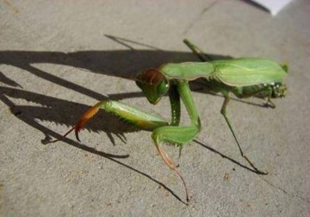 Erkek Peygamber Devesi dişinin kokusunu 7 mil öteden duyabilir.