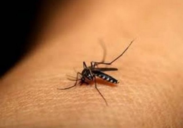 Sadece dişi sivrisinekler ısırır.