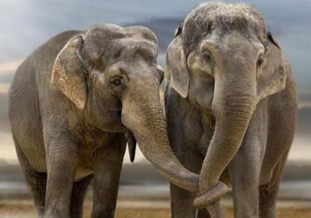 Filler zıplamayan tek memelidir.