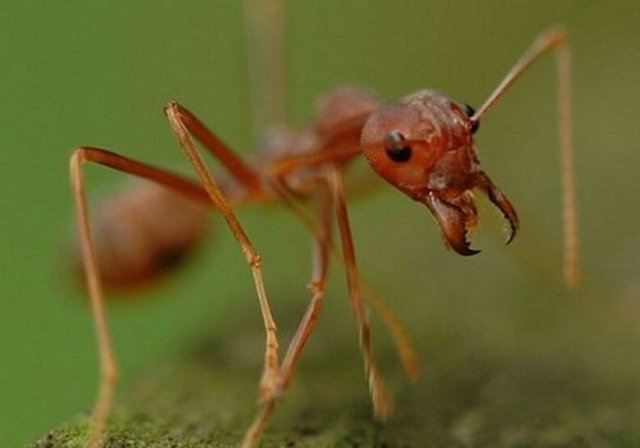 Dünyada insan başına düşen karınca sayısı 1 milyondur.