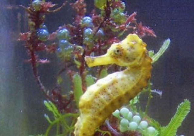 Denizatları, erkekleri hamile olan tek canlı grubudur