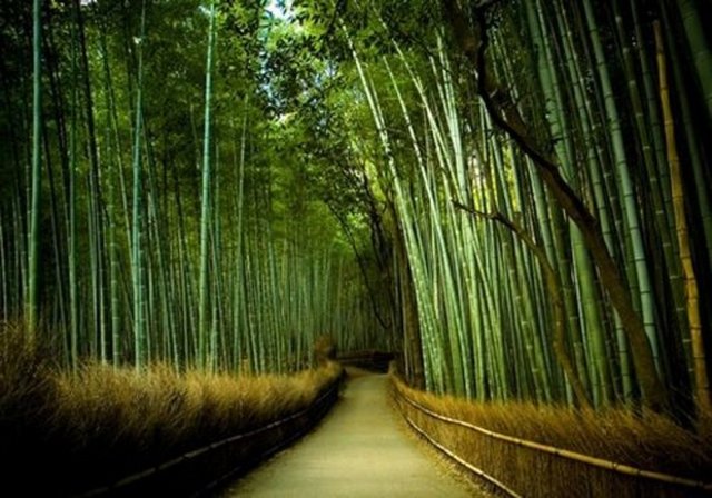 Dünyanın en hızlı büyüyen bitkisi bambu, bir günde 90 cm kadar uzuyor.