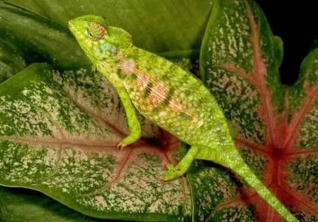 Bukalemunların dilleri, vücutlarından iki kat daha uzundur.