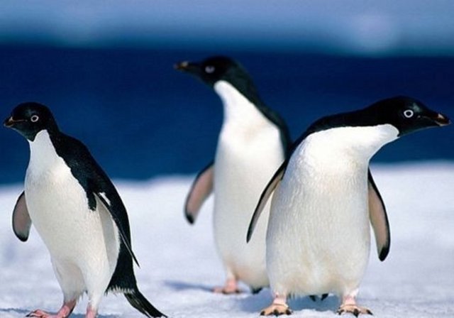 Penguen yüzebilen, ama uçamayan tek kuştur.