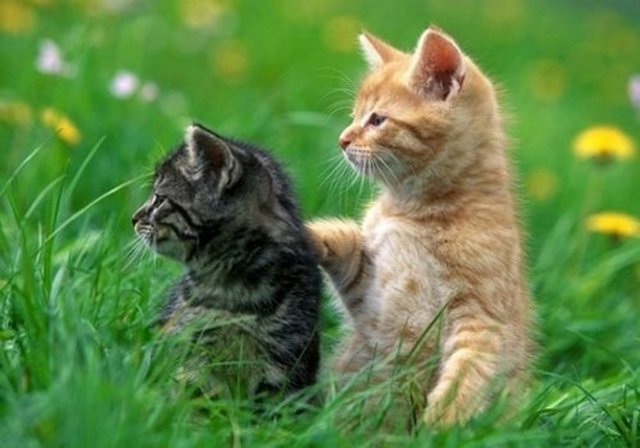 Kedilerin herbir kulağında 32 adele vardır.