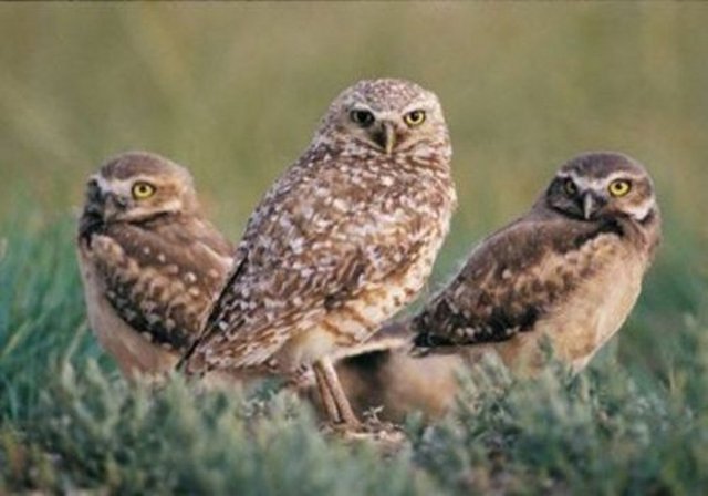 Baykuş, mavi rengi görebilen tek kuştur.