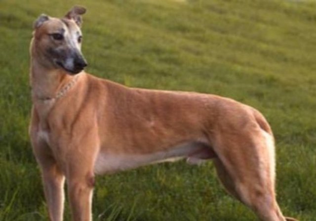 Köpeklerin ter bezleri ayaklarındadır.