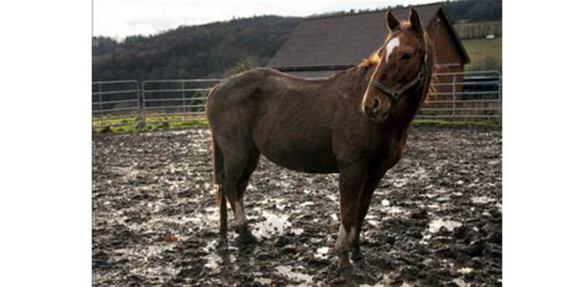 Bir ay sonra mezarlığa çiçek koyan bir kadın 'çatırtı' sesleri ve 'inliyen birinin sesi'ni duydu.