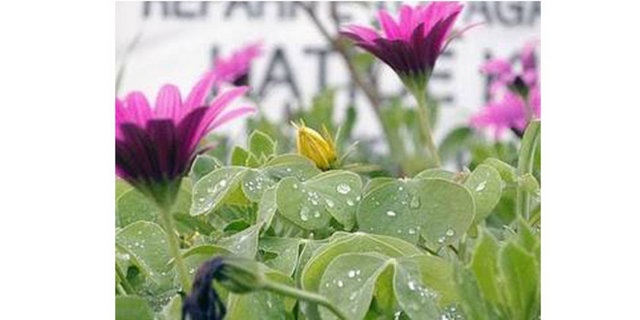 Bu çok tuhaftı; zira her birini dört kişi ancak kaldırabiliyordu!