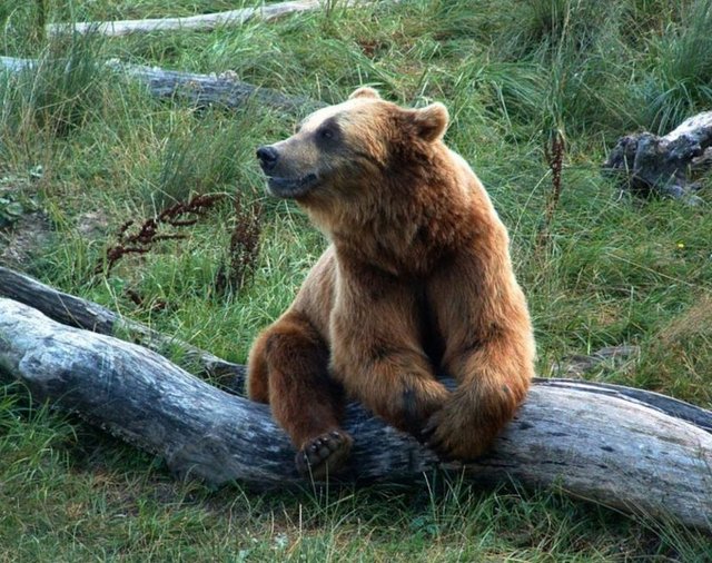 Gümüşhane Kelkit'te ayının saldırdığı kişi, ölü taklidi yaparak yaralı kurtuldu.