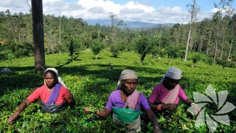Seylan çay tarlası