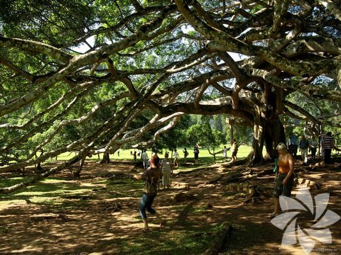 Kraliyet Botanik Bahçeleri