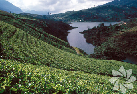 Seylan çay tarlası