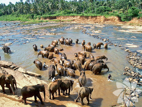 Pinawela Fil Yetimhanesi