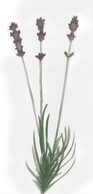 Lavanta: Lavanta vücut ısısını düşürür. Bu güzel kokulu bitkinin yapraklarından çay yaparken sadece 3-4 yaprak kullanmaya özen gösterin. Çünkü lavanta toksik bir etkiye sahiptir, fazlası sorun yaratabilir.