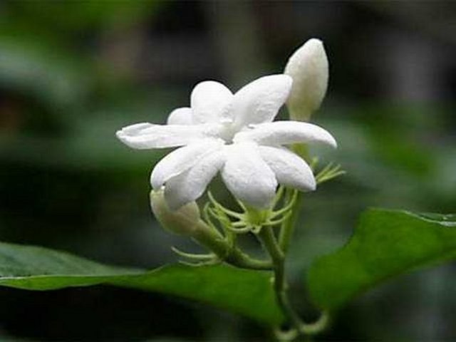 Yasemin: Yasemini, lavanta ve naneyle karıştırıp çayını yapın. Soğuyunca süzün ve içine birkaç parça buzla bir dilim limon koyun. Soğuk tüketin.