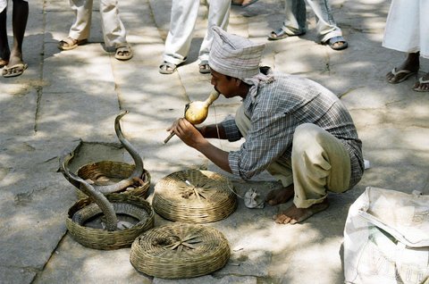 Yılan oynatıcılar