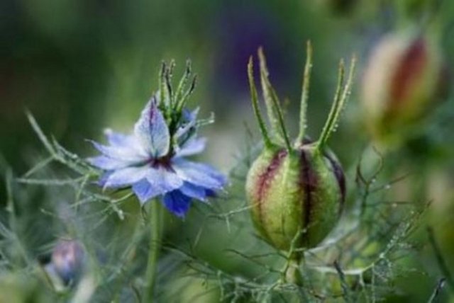 Çörekotu - çörekotu birçok faydası yanında doygunluk hissi sağlamasıyla da ramazanda tüketilmesini önerdiğim bir baharattır.