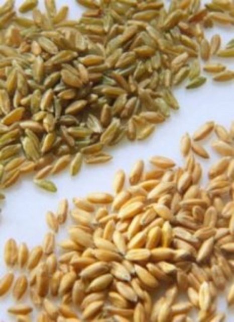 Esmer buğday - Magnezyum, B vitamini ve manganezin sengin bir kaynağıdır.