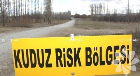 Bursa İznik'te kuduz karantinasındaki köpekler ölüme terk edilmekten kurtarıldı - 510 Destekçi