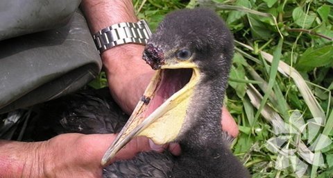 Beyaz Rusya hayvana zulmü soruşturuyor - 16.209 Destekçi  