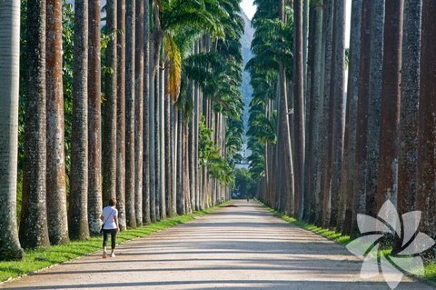 Rio de Janeiro Botanik Bahçesi