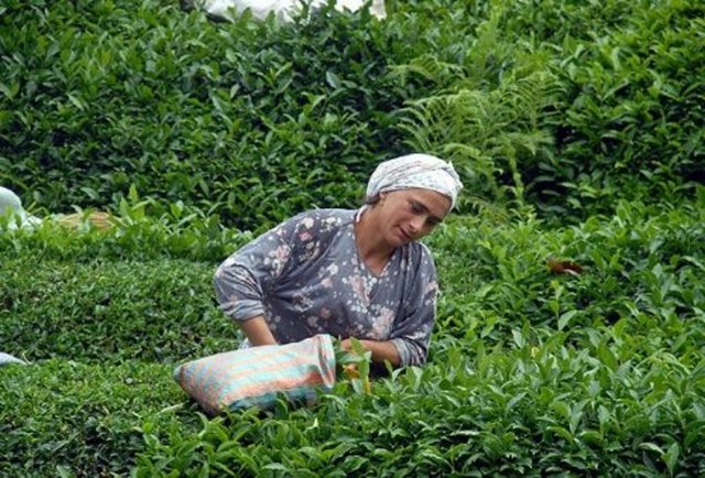 76 milyonluk ülkemizde, sabah bir bardak çayını içmeden güne başlayabilen kaç kişi vardır? Bu sorunun yanıtı, istatistiklerle verilmiş. Bize ait değil sadece bu cevap, bir tek bizde de değil, tüm dünya da sudan sonra tercih en çok tercih edilen ikinci içecek konumunda, çay. Dünyada, günlük olarak 19 ila 20 milyar seviyesinde, 6 ons'luk çay bardağı, çayın içildiği tahmin edilmektedir.