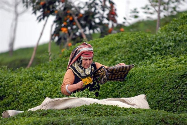 İmparator bir gün kendi sıcak suyunu hazırlarken, su kabının içine birkaç yaprak düşüyor. Kaynayan suyun buharından mistik ve rahatlatıcı bir aroma yükseldiğini gören imparator, bu sıcak içeceğin tadına bakıyor, dayanamayarak. Çayın tadının özel lezzeti ve aroması karşısında hayretlere düşen imparatorun ardından başlıyor; çay ağacı fısıltısı.