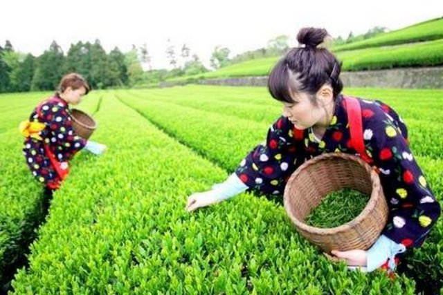 Çayın keşfinde bu rivayeti mistik Hindistan' da destekler ve keşiş Bodidharma'ya bağlar. Oralarda da bu rivayet; rahibin uykusuz geçirdiği yılların beşincisine rastlar. Rahip uyumamak için yanındaki ağaçtan birkaç yaprak alır ve çiğner. Çiğnediği yaprakların kendine canlılık kazandırdığını gören rahibin yedi yıllık meditasyonunu çay yaprakları ile tamamladığından bahsedilir, kulaktan kulağa.