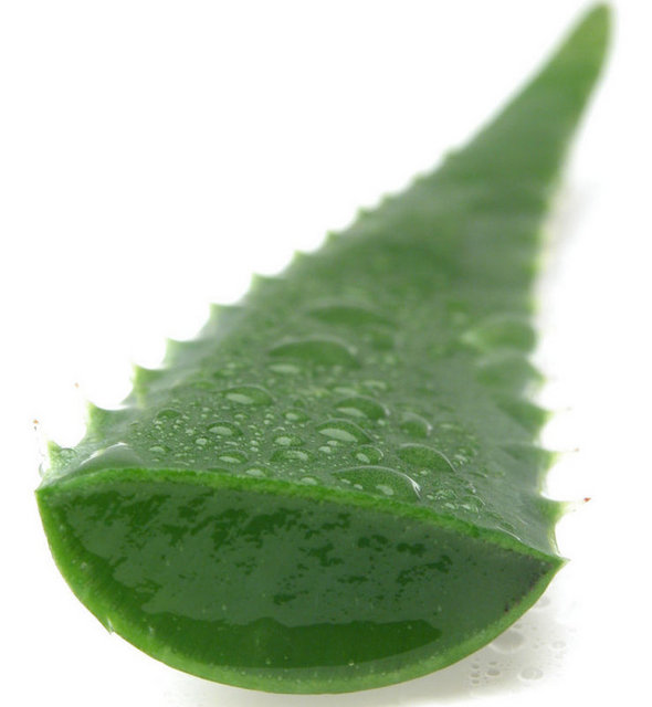 Aloe vera içme jelleri suyla karıştırılarak içilirse yararlı olabilir.