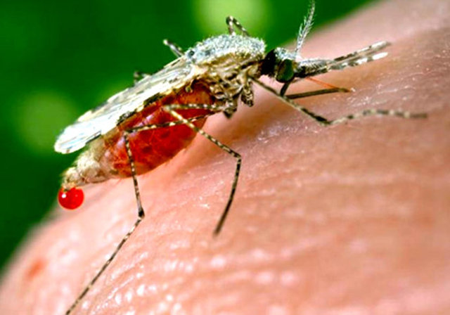 Aynı anda tüpe siyah bir kıl koyan uzmanlar sivrisineklerin tepkilerini ölçmeye başladı.  -