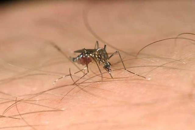 Tüye 5-15 metre yaklaşan sinekler hedefini ancak o zaman görmeye başlıyor.  -