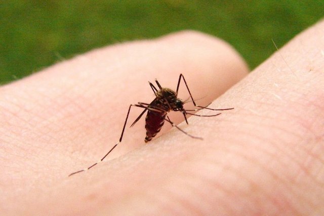 California Teknoloji Enstitüsü'nde araştırmanın yapıldığı rüzgar tünelinde araştırma yapan uzmanlar birkaç farklı nokta belirleyerek aç sivrisineklerin en çok neye yöneldiğini belirlemeye çalıştı.  -